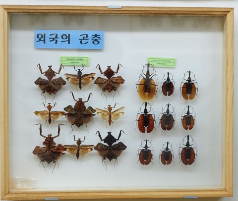 곤충관