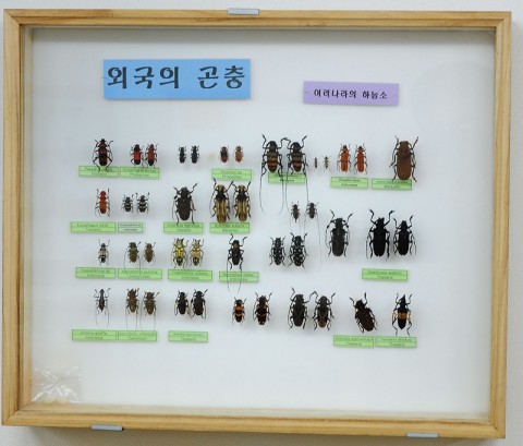 곤충관