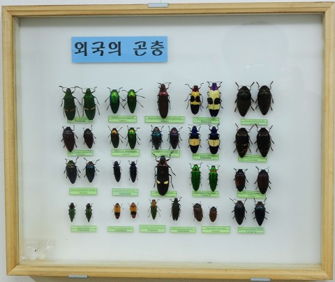 곤충관