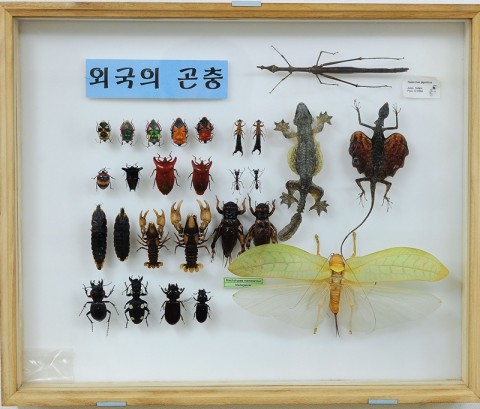 곤충관