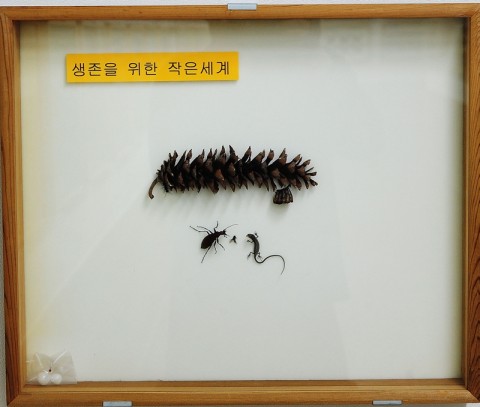 곤충관