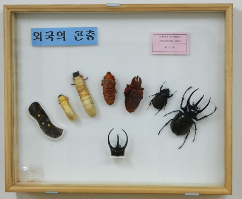 곤충관