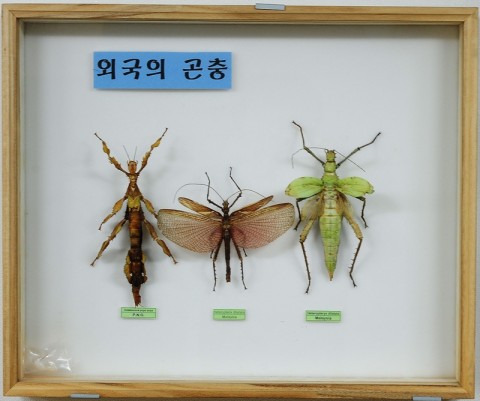 곤충관