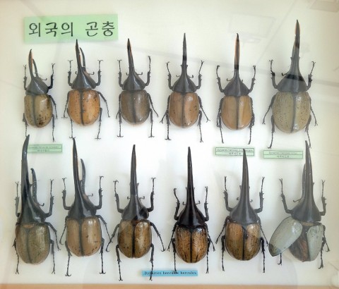 헤라클레스