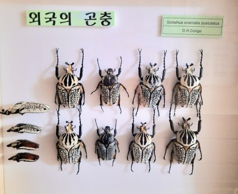 골 리앗