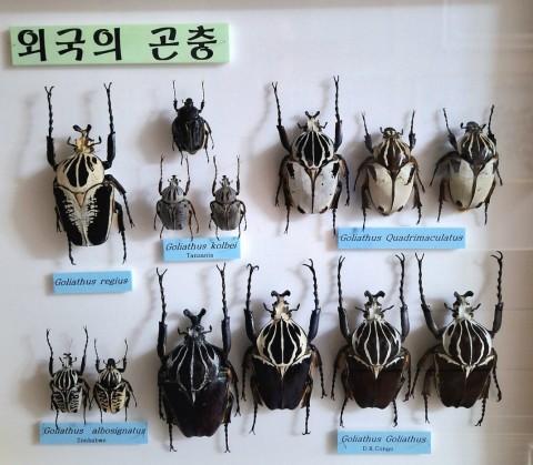 골리앗