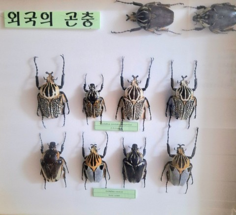 골리앗